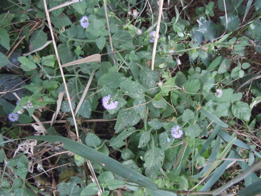 Mentha aquatica / Menta acquatica